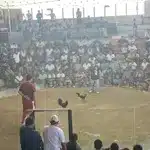 cockfighting