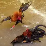 cockfighting